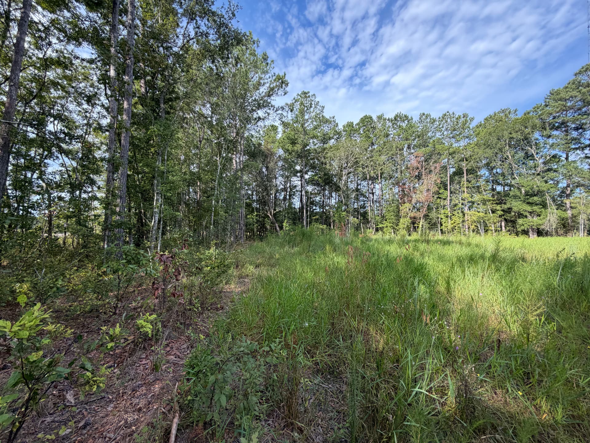 Gallery photos for Stumps and Overgrowth Blocking Your Land? We Fix That: Image #1