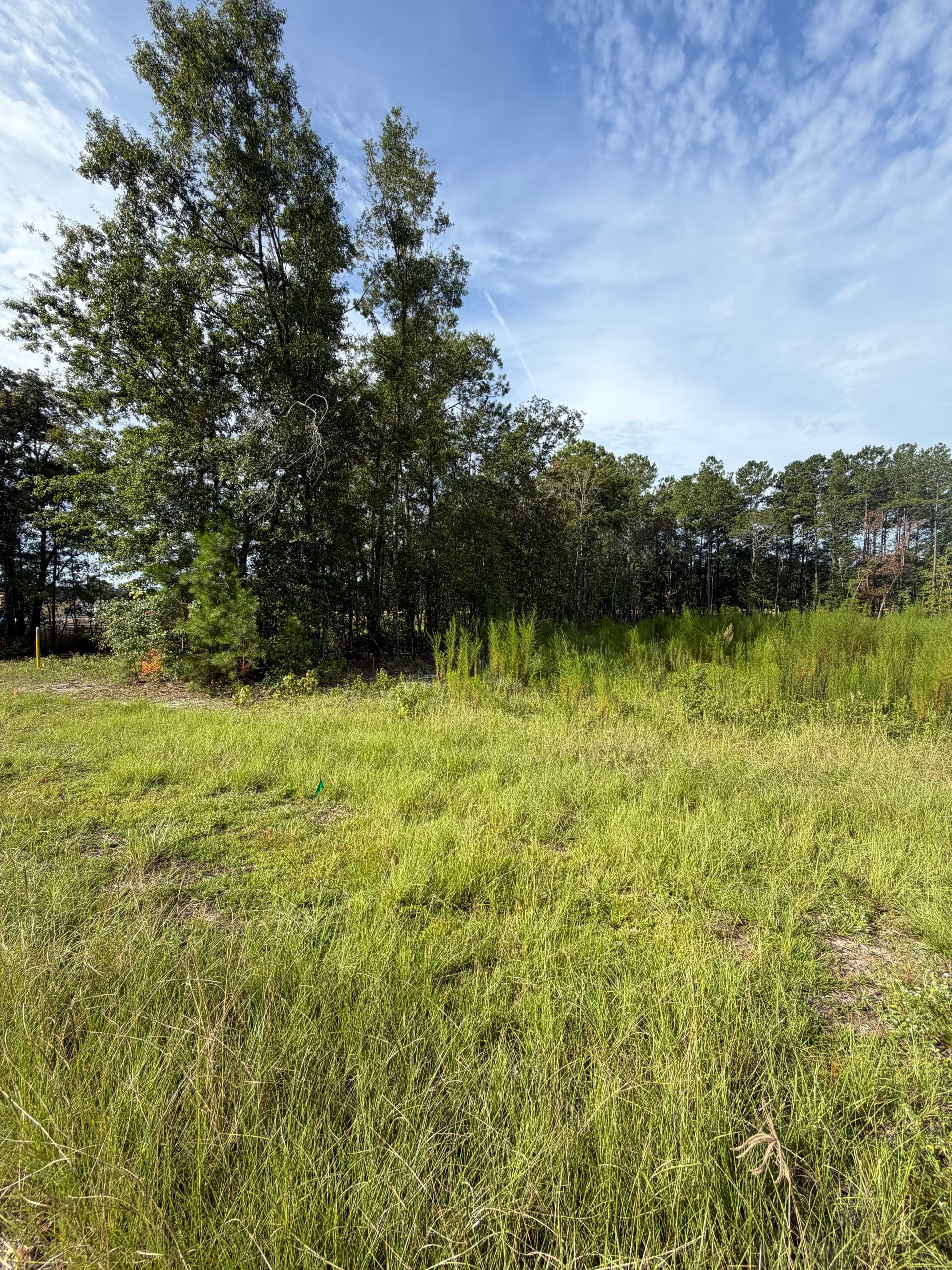 Stumps and Overgrowth Blocking Your Land? We Fix That image