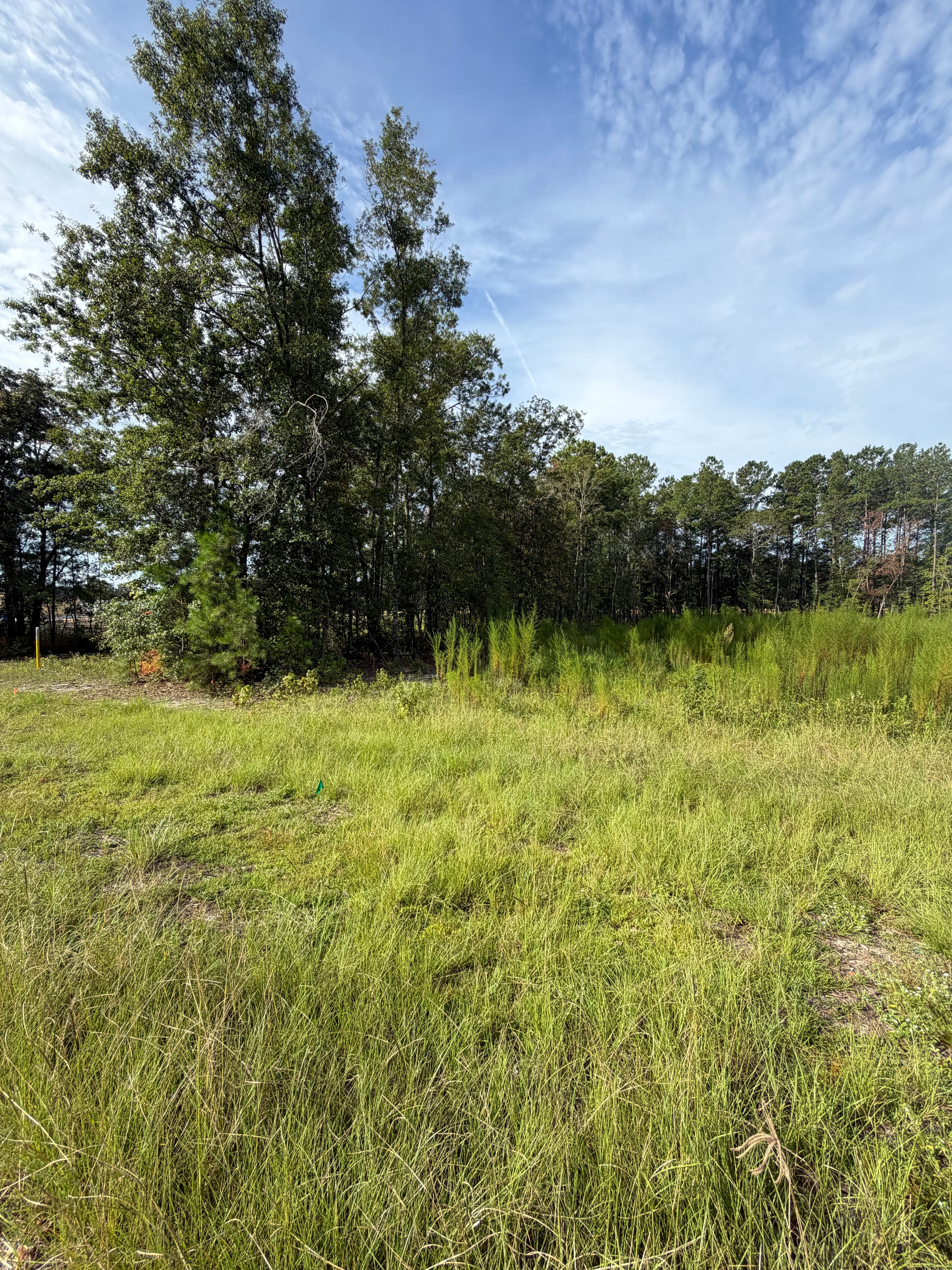 Project Stumps and Overgrowth Blocking Your Land? We Fix That image