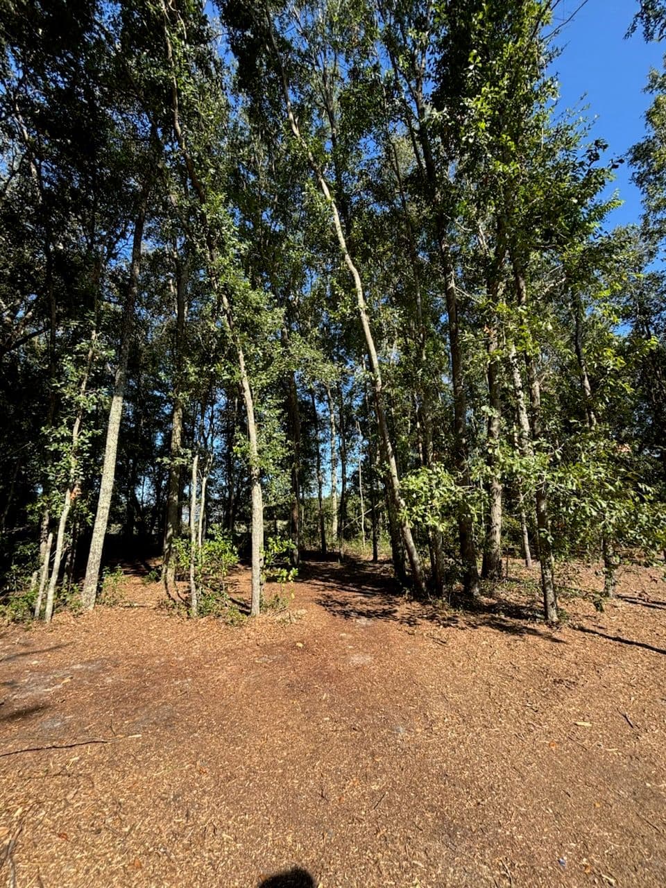 Transform Your Land with Expert Land Clearing