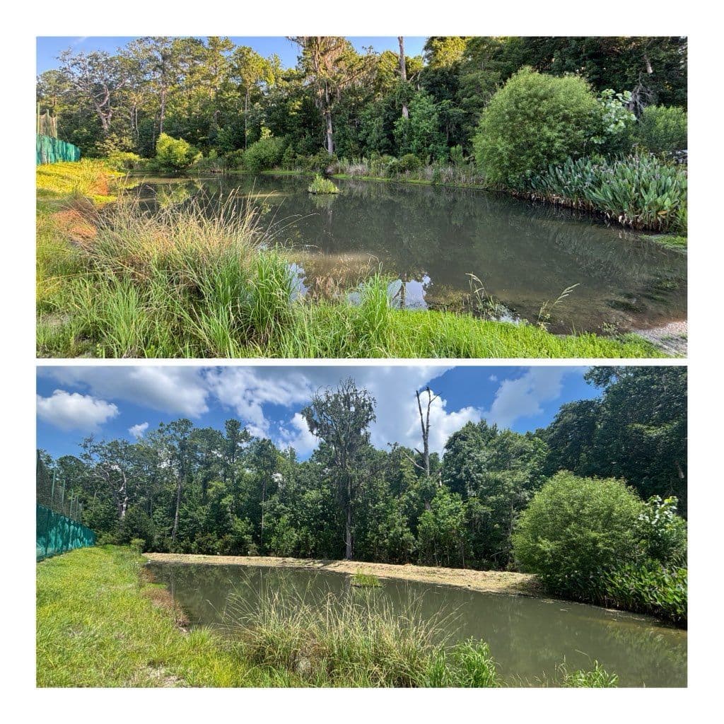 Project Transforming Overgrown Ponds into Serene Landscapes image