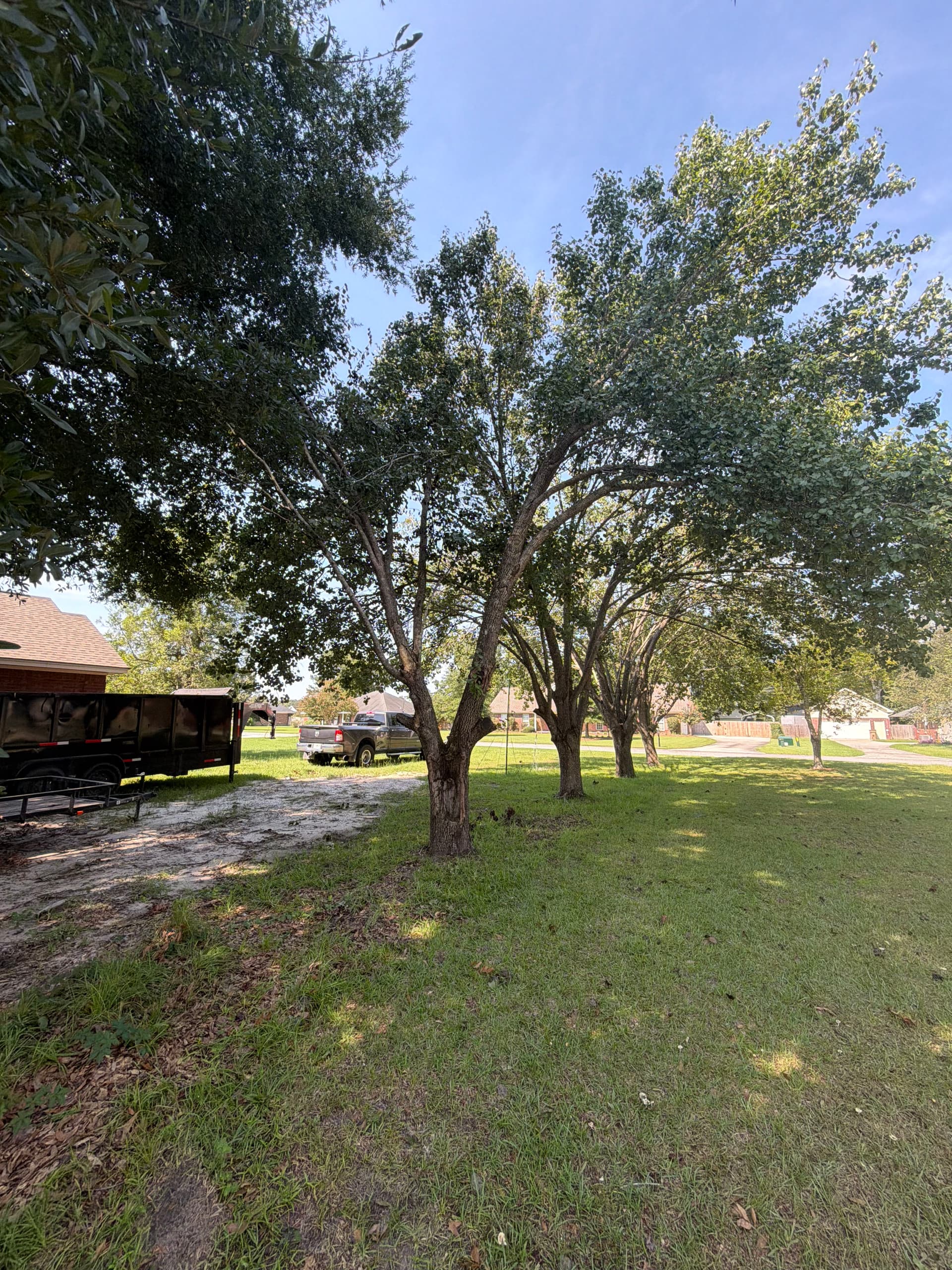 Tree Removal Done Right - Safer Yard, Open Space image